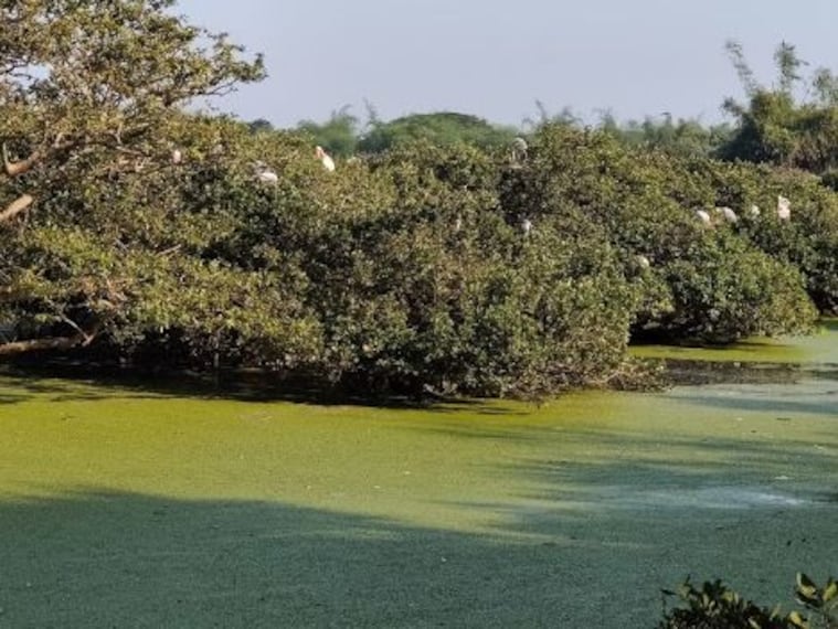 Vedanthangal Bird Sanctuary-4